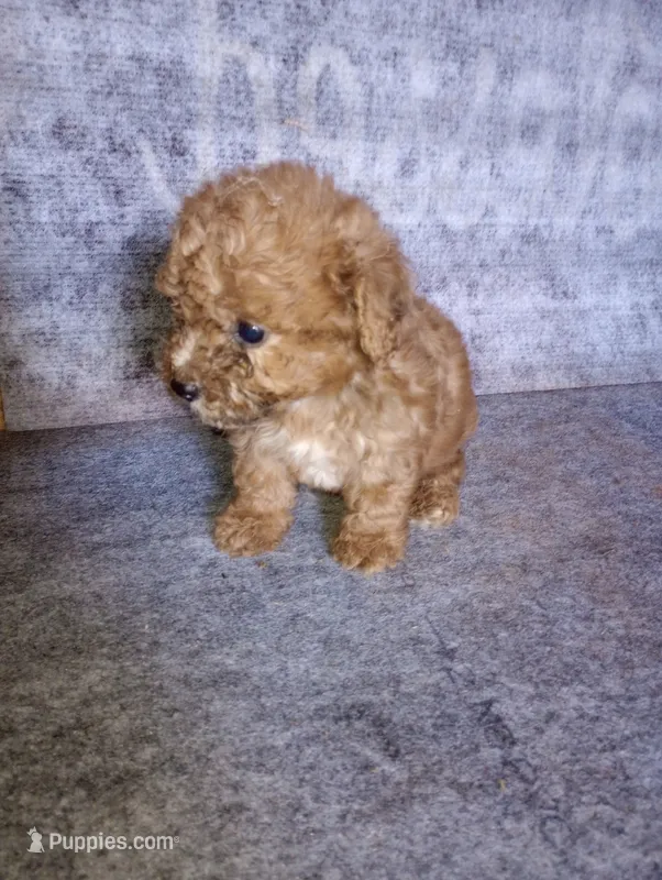 Pip – Yorkipoo, Poodle - Toy  puppy for sale in Holly Pond, AL