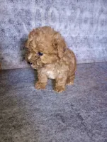 Pip, a female Yorkipoo and Poodle - Toy  for sale in Holly Pond, AL – 1 of 2