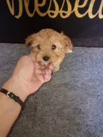 Reba, a female Poodle - Toy  for sale in Holly Pond, AL – 3 of 3