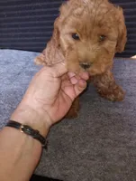 Beans, a female Yorkipoo and Poodle - Toy  for sale in Holly Pond, AL – Photo 2 of 3