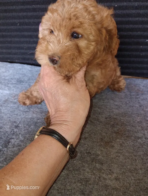 Beans – Yorkipoo, Poodle - Toy  puppy for sale in Holly Pond, AL