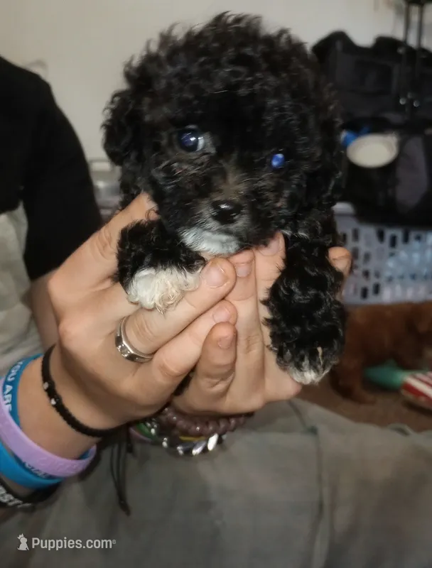 Booger – Yorkipoo, Poodle - Toy  puppy for sale in Holly Pond, AL