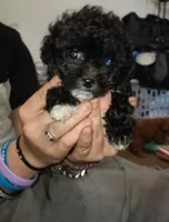 Boogie, a male Yorkipoo and Poodle - Toy  for sale in Holly Pond, AL – 1 of 4
