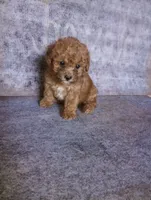 Oops, a female Yorkipoo and Poodle - Toy  for sale in Holly Pond, AL – 1 of 3