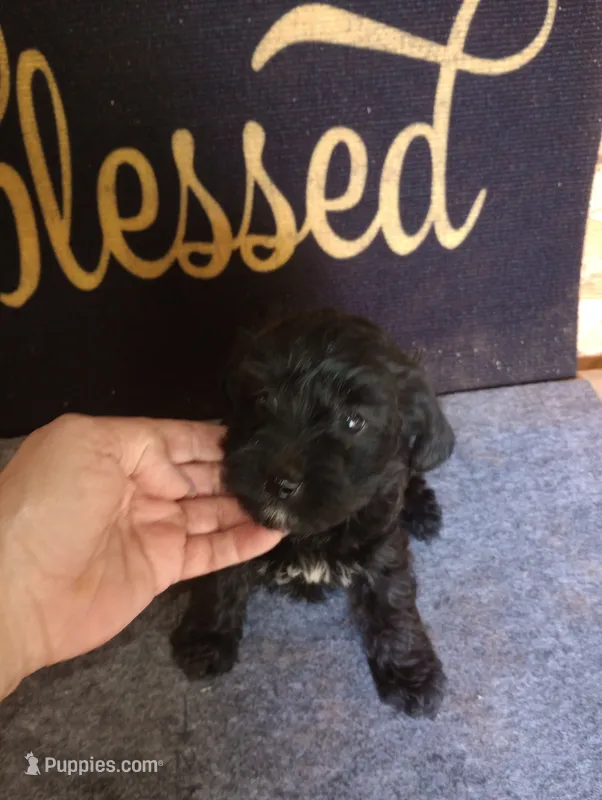 Berry – Yorkshire Terrier, Poodle - Toy  puppy for sale in Holly Pond, AL