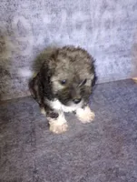 Gremlin, a male Yorkipoo and Poodle - Toy  for sale in Holly Pond, AL – 2 of 2