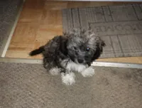 Gizmo, a male Yorkipoo and Poodle - Toy  for sale in Holly Pond, AL – 3 of 3