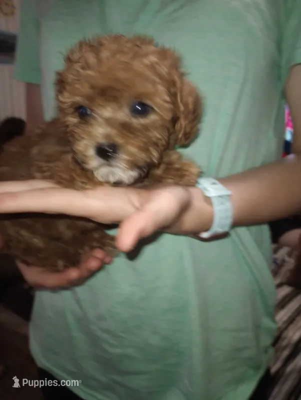 Stinker – Yorkipoo, Poodle - Toy  puppy on hold in Holly Pond, AL