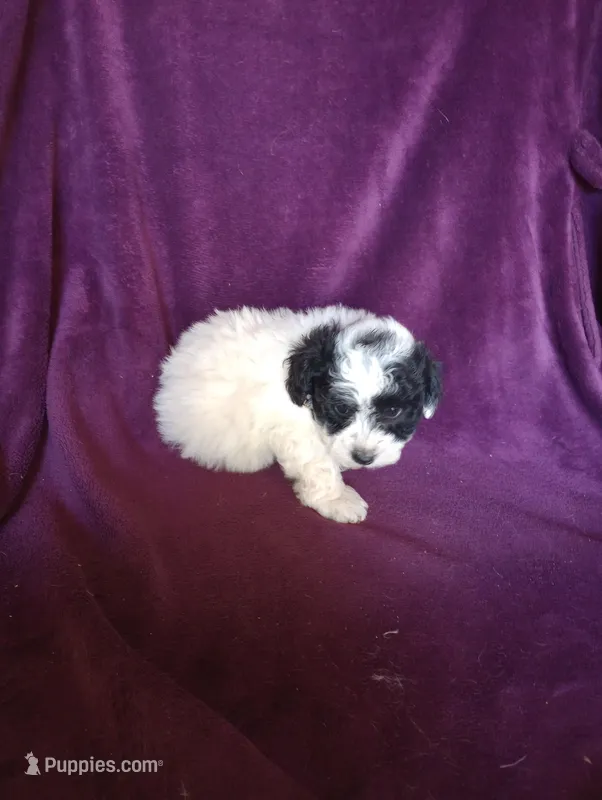 Spanky, a male Bichon Frise and Poodle - Toy  for sale in Holly Pond, AL – Photo 1 of 2