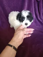 Spanky, a male Bichon Frise and Poodle - Toy  for sale in Holly Pond, AL – Photo 2 of 2