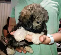 Gremlin, a male Yorkipoo and Poodle - Toy  for sale in Holly Pond, AL – 2 of 2