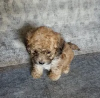 Stinker, a male Yorkipoo and Poodle - Toy  for sale in Holly Pond, AL – 3 of 3