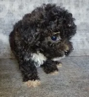 Booger, a male Yorkipoo and Poodle - Toy  for sale in Holly Pond, AL – 2 of 3