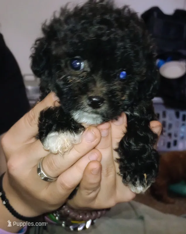 Booger – Yorkipoo, Poodle - Toy  puppy for sale in Holly Pond, AL