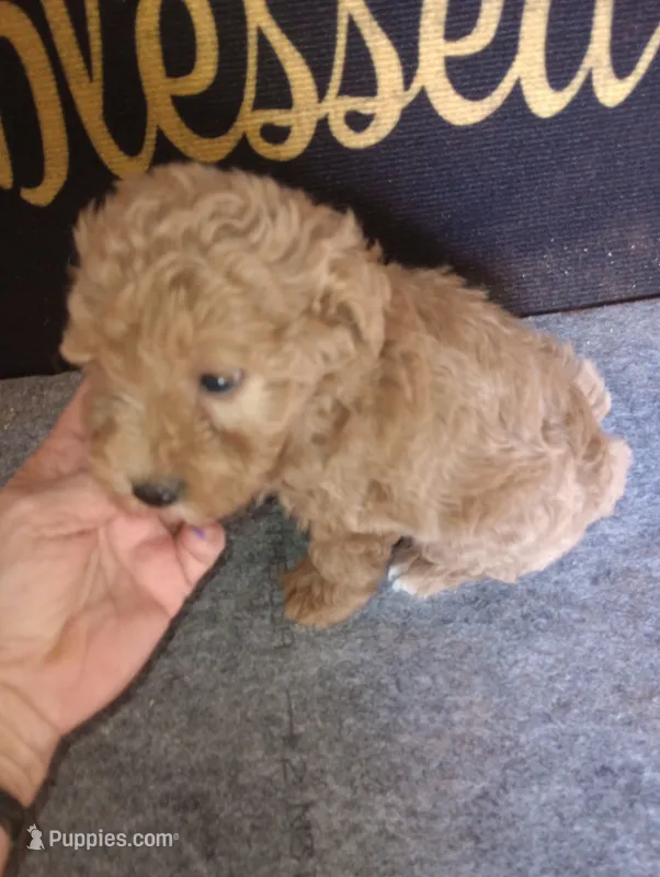 Rico – Yorkshire Terrier, Poodle - Toy  puppy for sale in Holly Pond, AL