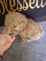 Rico, a male Yorkshire Terrier and Poodle - Toy  for sale in Holly Pond, AL – 1 of 3