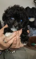 Boogie, a male Yorkipoo and Poodle - Toy  for sale in Holly Pond, AL – 2 of 4