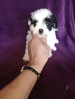 Spark, a female Bichon Frise and Poodle - Toy  for sale in Holly Pond, AL – Photo 2 of 3