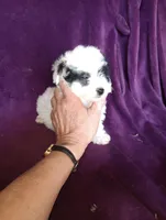 Spark, a female Bichon Frise and Poodle - Toy  for sale in Holly Pond, AL – Photo 1 of 3