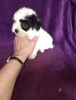 Spark, a female Bichon Frise and Poodle - Toy  for sale in Holly Pond, AL – Photo 3 of 3