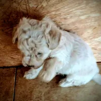 Nugget, a male Yorkipoo and Poodle - Toy  for sale in Holly Pond, AL – Photo 1 of 2