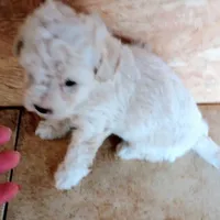 Nugget, a male Yorkipoo and Poodle - Toy  for sale in Holly Pond, AL – Photo 2 of 2