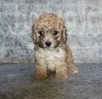 Stinker, a male Yorkipoo and Poodle - Toy  for sale in Holly Pond, AL – 2 of 3