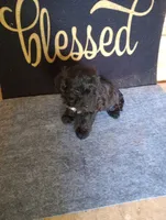 Berry, a male Yorkshire Terrier and Poodle - Toy  for sale in Holly Pond, AL – 3 of 3