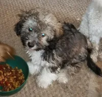Gizmo, a male Yorkipoo and Poodle - Toy  for sale in Holly Pond, AL – 2 of 3