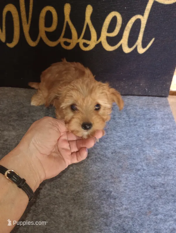 Reba – Poodle - Toy  puppy for sale in Holly Pond, AL