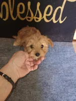 Reba, a female Poodle - Toy  for sale in Holly Pond, AL – 1 of 3