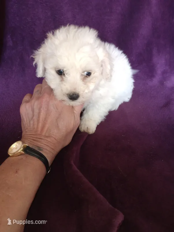 Grace – Bichon Frise, Poodle - Toy  puppy for sale in Holly Pond, AL