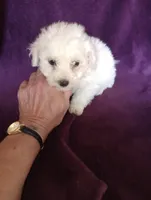 Grace, a female Bichon Frise and Poodle - Toy  for sale in Holly Pond, AL – Photo 1 of 3