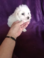 Grace, a female Bichon Frise and Poodle - Toy  for sale in Holly Pond, AL – Photo 3 of 3