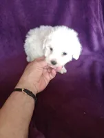 Grace, a female Bichon Frise and Poodle - Toy  for sale in Holly Pond, AL – Photo 2 of 3