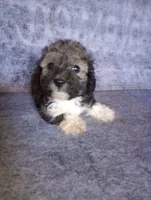 Gremlin, a male Yorkipoo and Poodle - Toy  for sale in Holly Pond, AL – 1 of 2