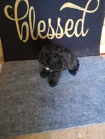 Berry, a male Yorkshire Terrier and Poodle - Toy  for sale in Holly Pond, AL – 2 of 3