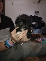 Booger, a male Yorkipoo and Poodle - Toy  for sale in Holly Pond, AL – 3 of 3