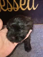 Bingo, a male Yorkshire Terrier and Poodle - Toy  for sale in Holly Pond, AL – 2 of 2