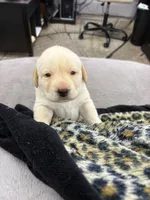 GRAY COLLAR BOY, a male Labrador Retriever for sale in Ocala, FL – Photo 4 of 10