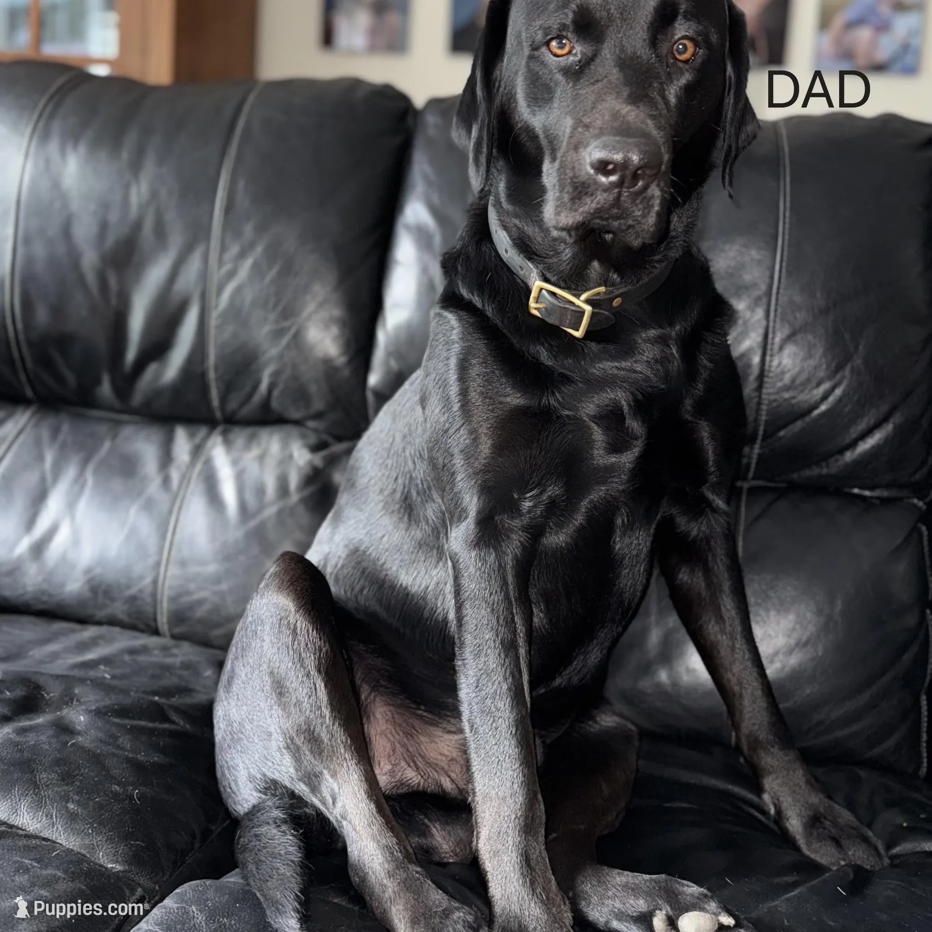 GRAY COLLAR BOY, a male Labrador Retriever for sale in Ocala, FL – Photo 7 of 10