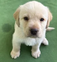 AKC CHAMPION BOY, a male Labrador Retriever for sale in Ocala, FL – Photo 3 of 10