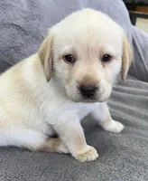 AKC CHAMPION BOY, a male Labrador Retriever for sale in Ocala, FL – Photo 2 of 10