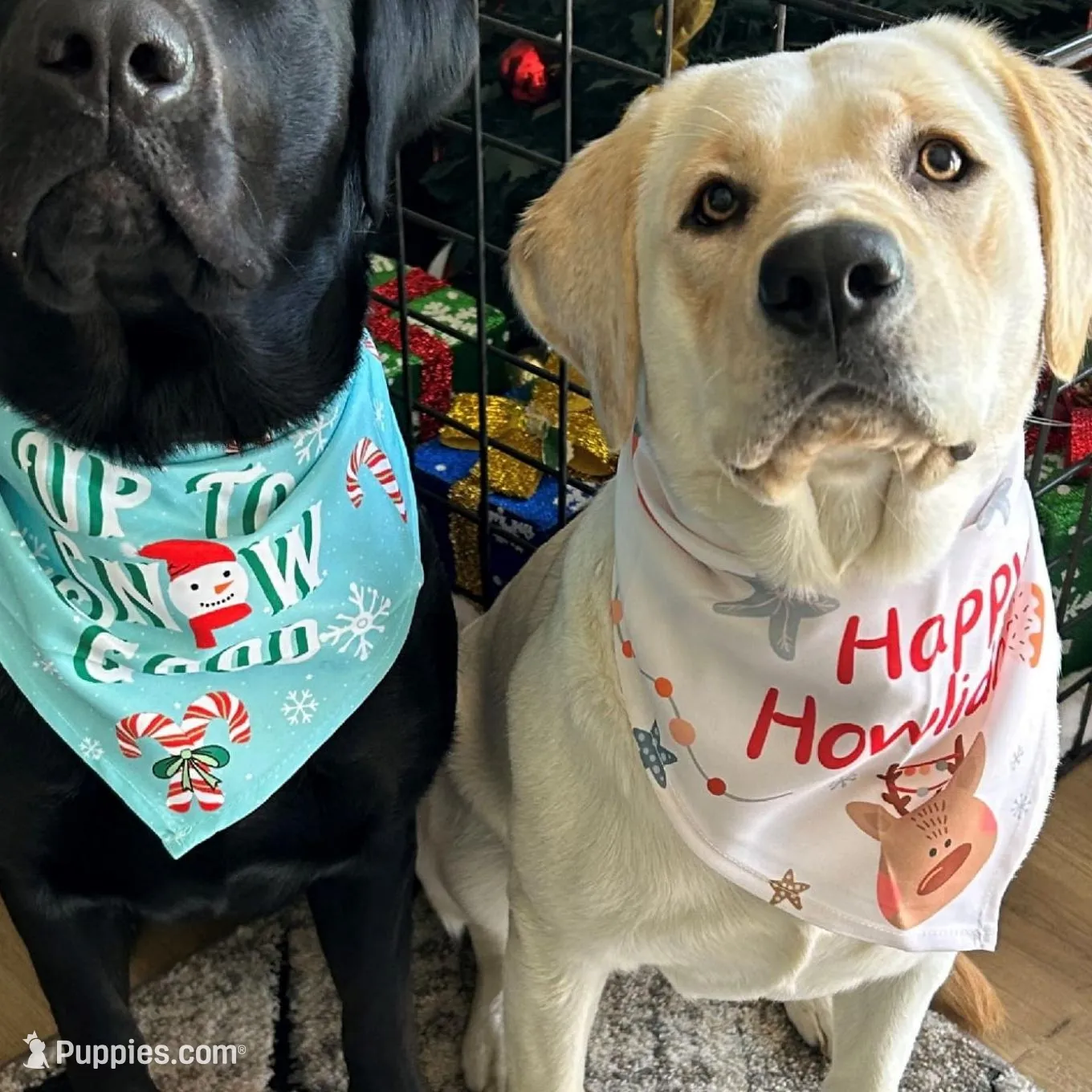 GRAY COLLAR BOY, a male Labrador Retriever for sale in Ocala, FL – Photo 5 of 10