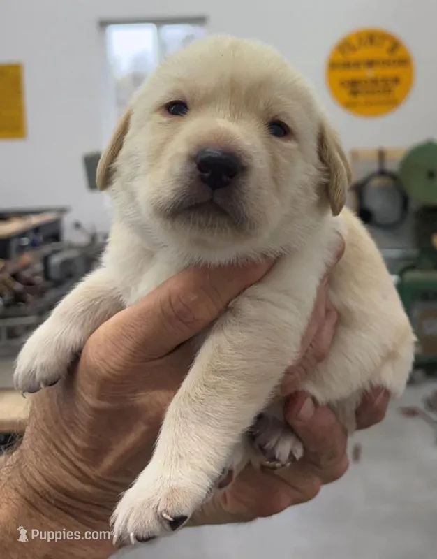 GRAY COLLAR BOY – Labrador Retriever puppy for sale in Ocala, FL