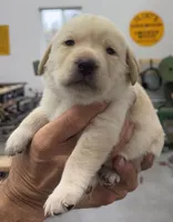 GRAY COLLAR BOY, a male Labrador Retriever for sale in Ocala, FL – Photo 1 of 10