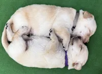 GRAY COLLAR BOY, a male Labrador Retriever for sale in Ocala, FL – Photo 2 of 10