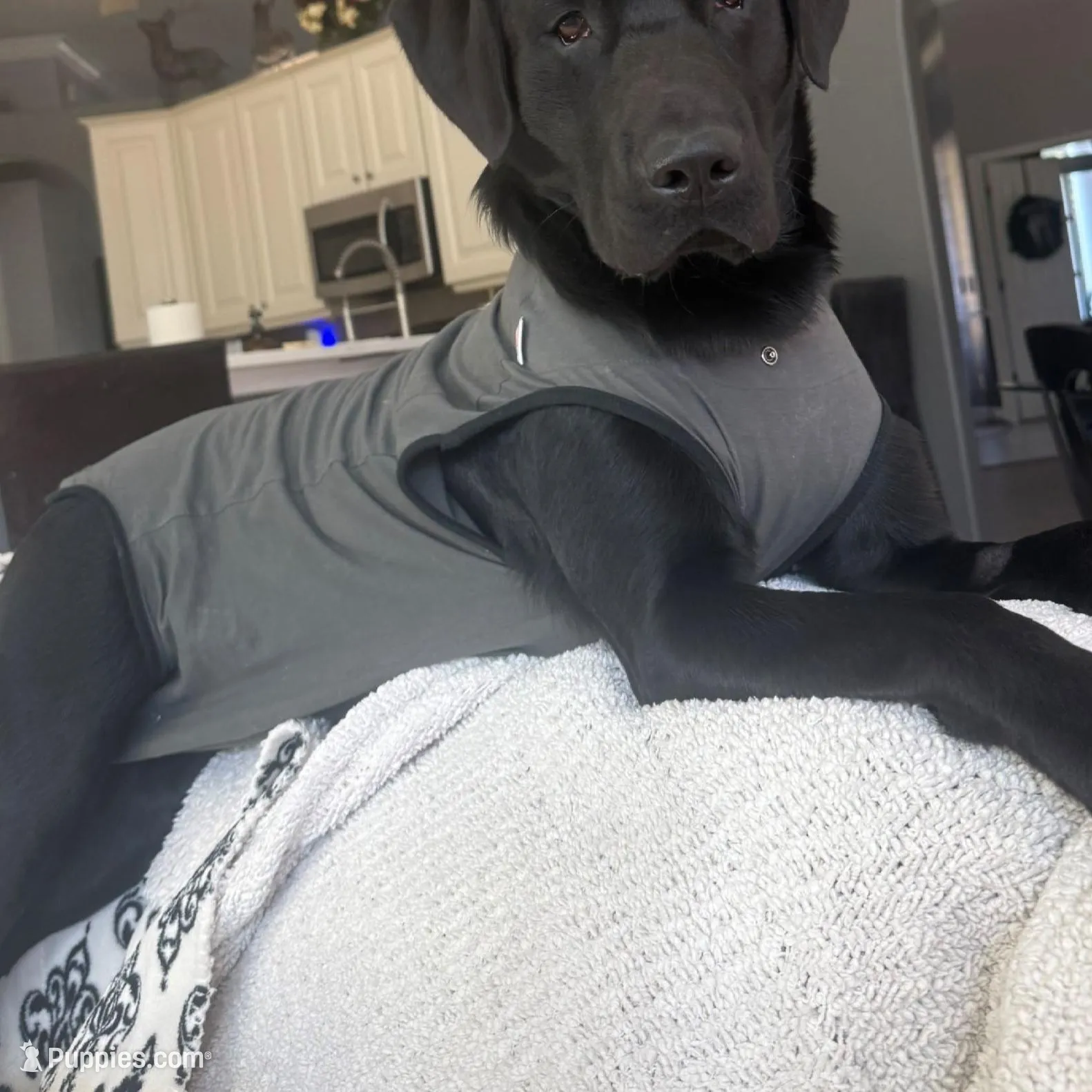 GRAY COLLAR BOY, a male Labrador Retriever for sale in Ocala, FL – Photo 9 of 10