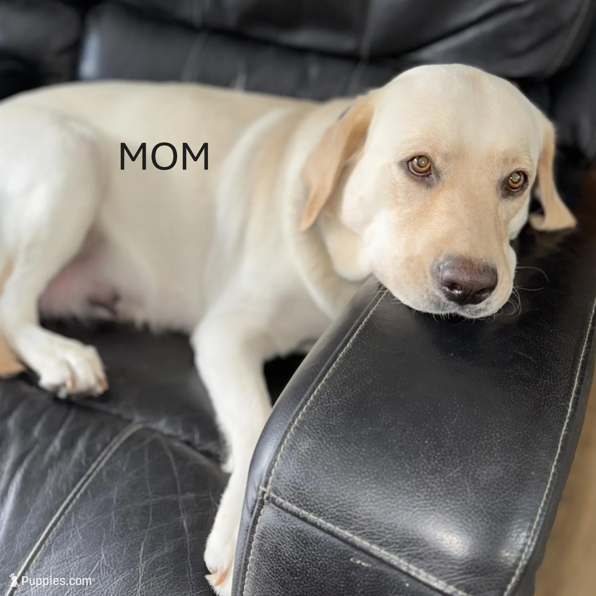 GRAY COLLAR BOY, a male Labrador Retriever for sale in Ocala, FL – Photo 6 of 10