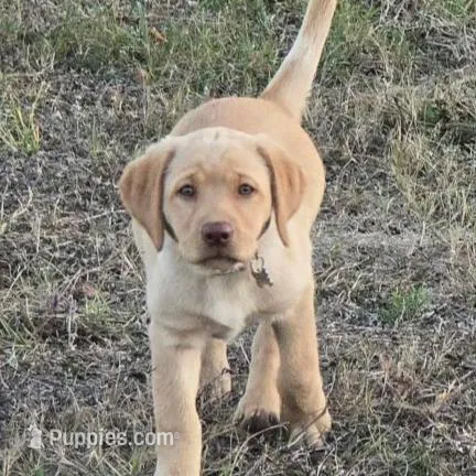 AQUA COLLAR GIRL, a female Labrador Retriever for sale in Ocala, FL – Photo 7 of 10